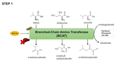 branched chain amino acids side effects